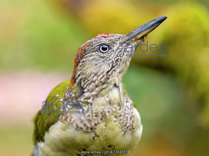 : European green woodpecker (Picus viridis) young : European green woodpecker (Picus viridis) young