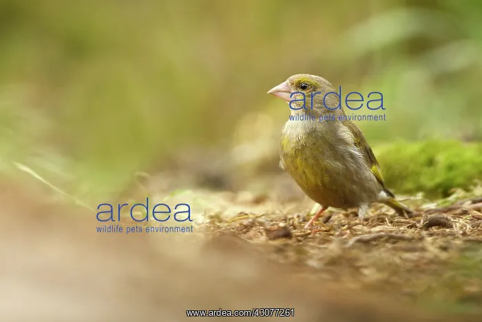 : European Greenfinch : European Greenfinch