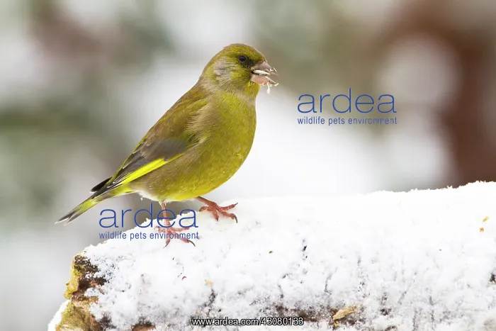 : European Greenfinch : European Greenfinch