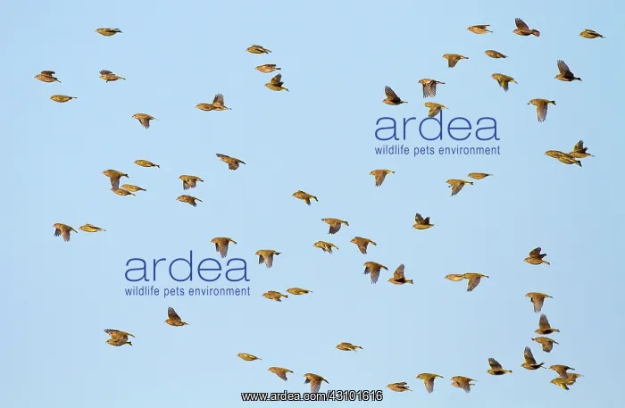 : European Greenfinch : European Greenfinch