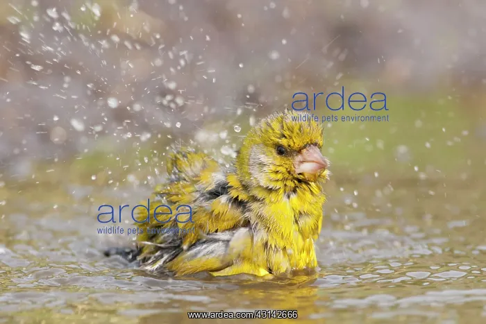 : European Greenfinch : European Greenfinch