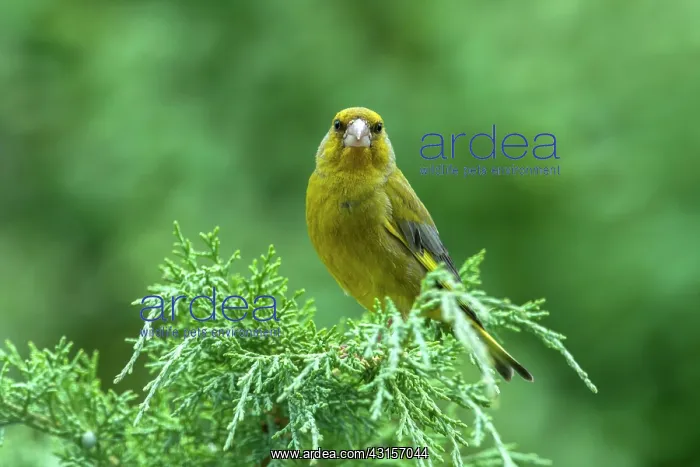 : European Greenfinch : European Greenfinch