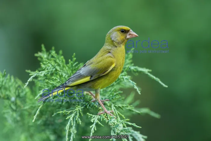 : European Greenfinch : European Greenfinch