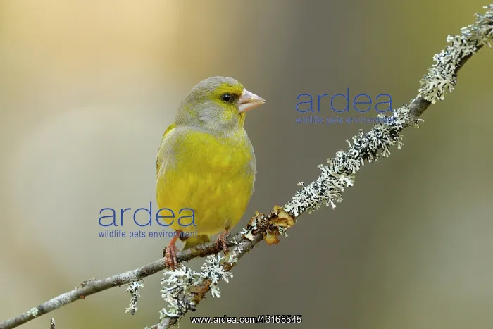 : European Greenfinch : European Greenfinch