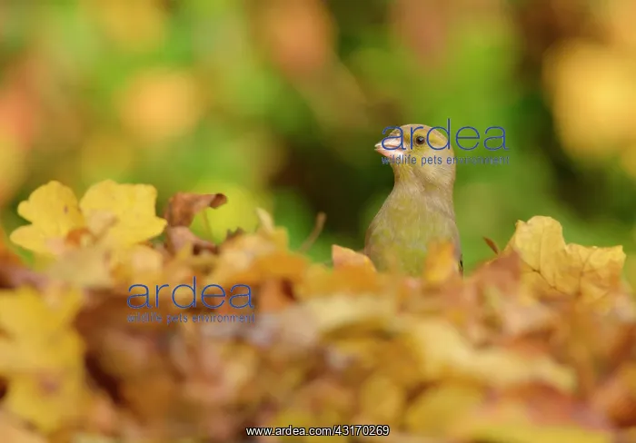 : European Greenfinch : European Greenfinch