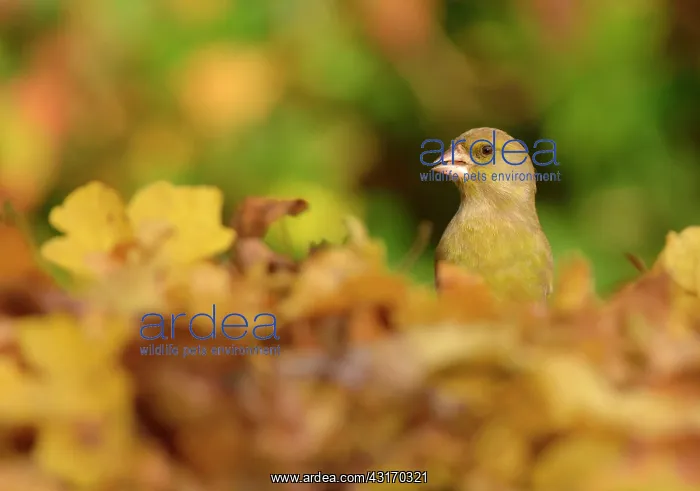 : European Greenfinch : European Greenfinch
