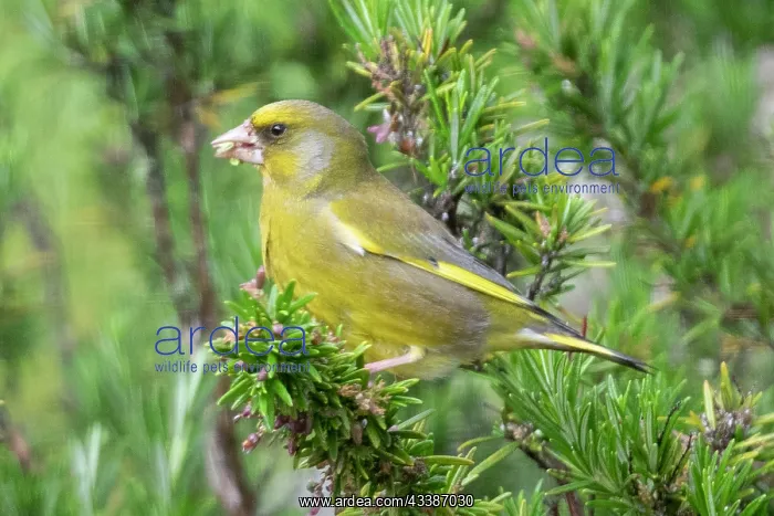: European Greenfinch : European Greenfinch