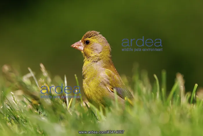 : European greenfinch : European greenfinch