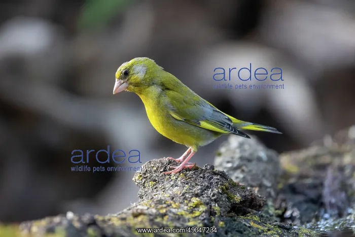 : EUROPEAN GREENFINCH : EUROPEAN GREENFINCH