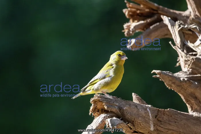  : EUROPEAN GREENFINCH
