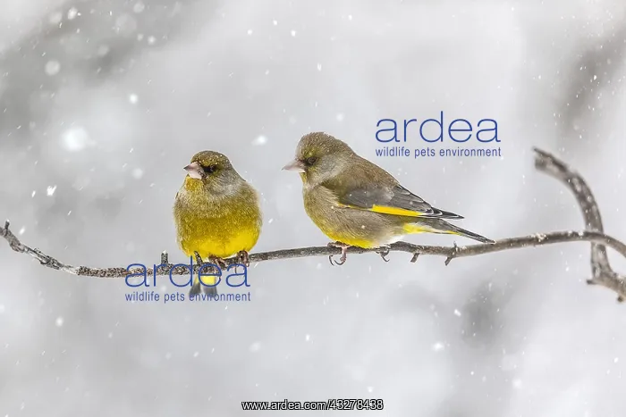  : European Greenfinch - two adult greenfinch sitting