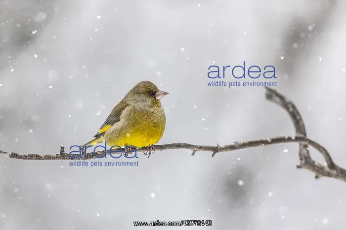 : European Greenfinch - adult male greenfinch sitting : European Greenfinch - adult male greenfinch sitting