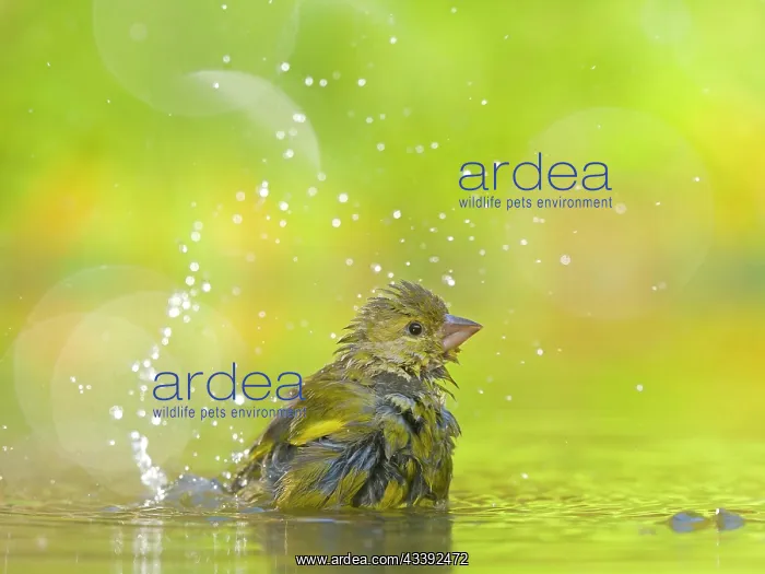 : European greenfinch (Carduelis chloris), young bird : European greenfinch (Carduelis chloris), young bird