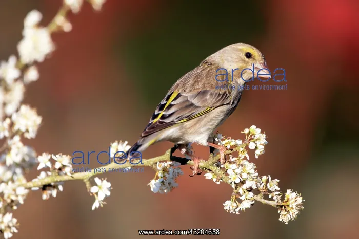 : European greenfinch (Carduelis chloris) on a branch : European greenfinch (Carduelis chloris) on a branch