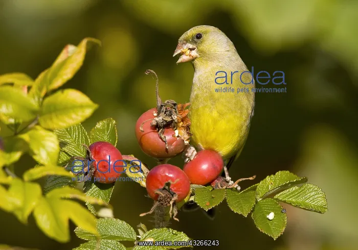 : European Greenfinch (Carduelis chloris) feeding : European Greenfinch (Carduelis chloris) feeding