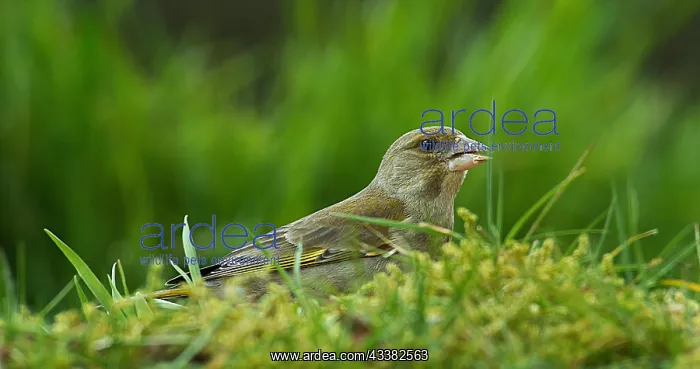: European Greenfinch (carduelis chloris), Female : European Greenfinch (carduelis chloris), Female