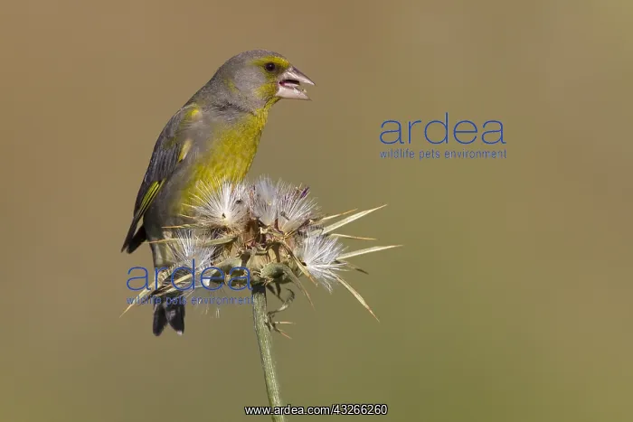 : European Greenfinch (Carduelis chloris) foragin : European Greenfinch (Carduelis chloris) foragin