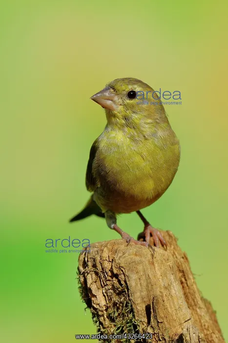 : European greenfinch (Carduelis chloris) male sitting : European greenfinch (Carduelis chloris) male sitting