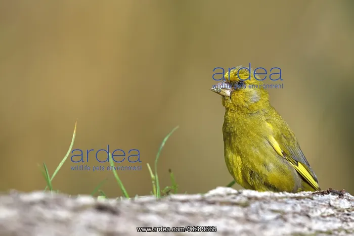 : European Greenfinch (Carduelis chloris) perched : European Greenfinch (Carduelis chloris) perched