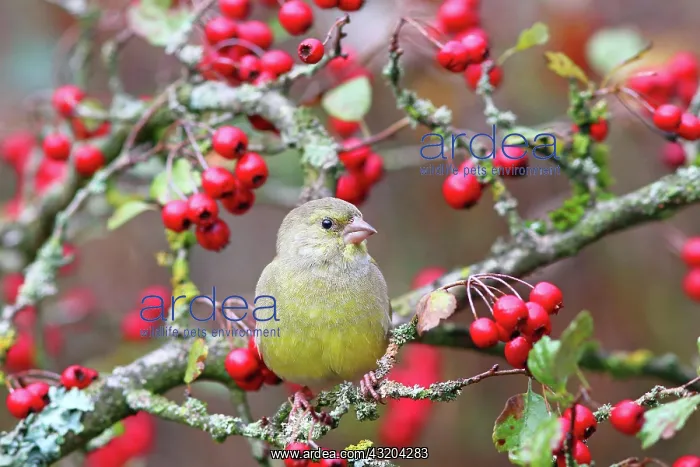: European greenfinch (Carduelis chloris) sitting : European greenfinch (Carduelis chloris) sitting