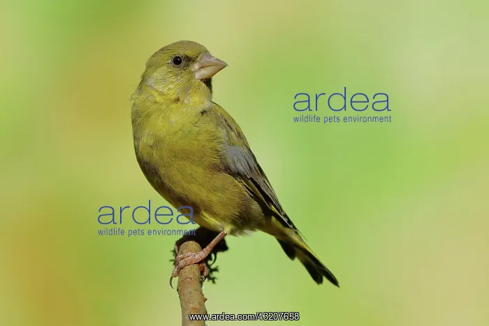 : European greenfinch (Carduelis chloris)Male sitting : European greenfinch (Carduelis chloris)Male sitting
