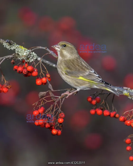 : European greenfinch (Chloris chloris), female sitting : European greenfinch (Chloris chloris), female sitting