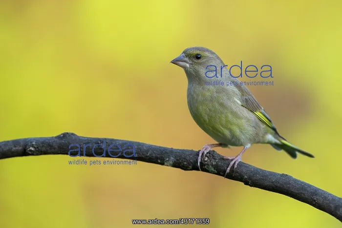 : European Greenfinch (Chloris chloris) on branch : European Greenfinch (Chloris chloris) on branch