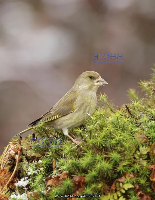 : European greenfinch (Chloris chloris) feeding, Allgcu : European greenfinch (Chloris chloris) feeding, Allgcu
