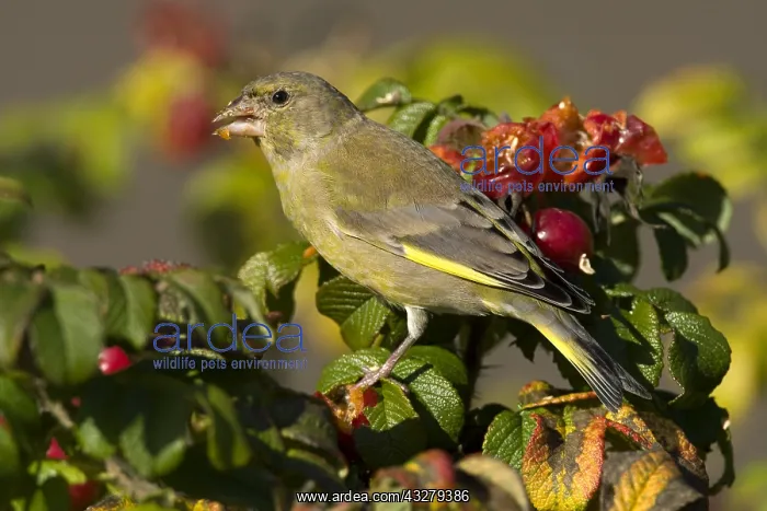 : European Greenfinch (Chloris chloris) feeding o : European Greenfinch (Chloris chloris) feeding o