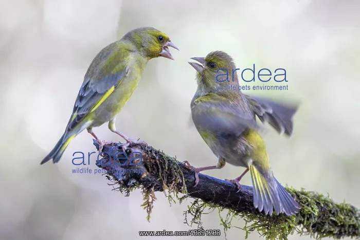 : European greenfinch (Chloris chloris) feeding young : European greenfinch (Chloris chloris) feeding young