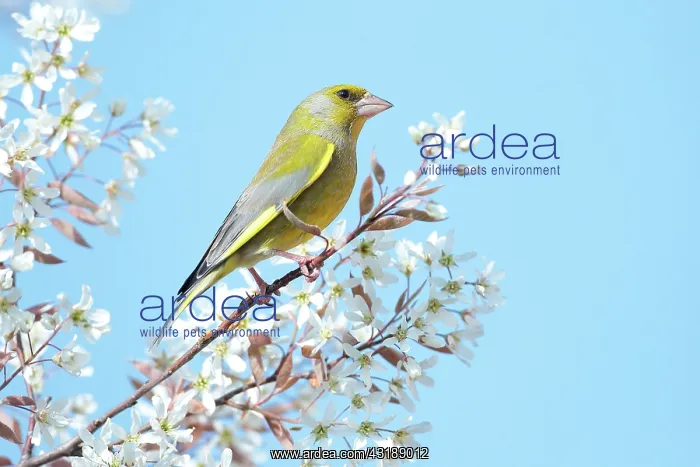 : European greenfinch (Chloris chloris) male in a : European greenfinch (Chloris chloris) male in a