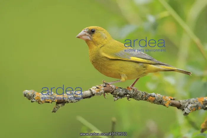 : European Greenfinch (Chloris chloris) male perched on a branch : European Greenfinch (Chloris chloris) male perched on a branch
