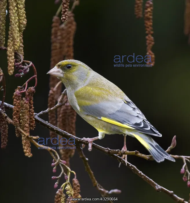 : European greenfinch (Chloris chloris) perched b : European greenfinch (Chloris chloris) perched b