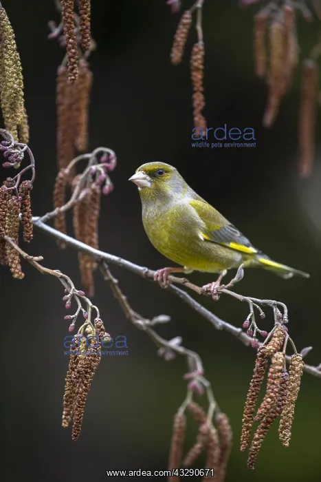: European greenfinch (Chloris chloris) perched b : European greenfinch (Chloris chloris) perched b