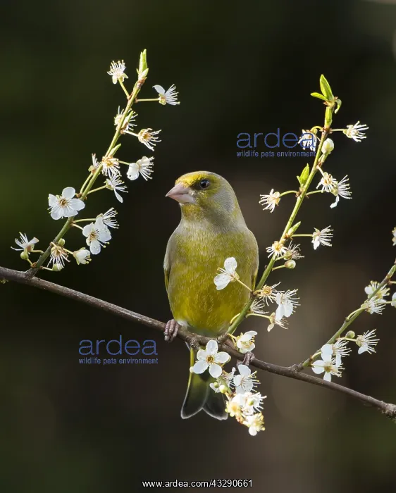 : European greenfinch (Chloris chloris) perched o : European greenfinch (Chloris chloris) perched o