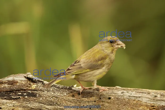 : European greenfinch (Chloris chloris) at the summer : European greenfinch (Chloris chloris) at the summer