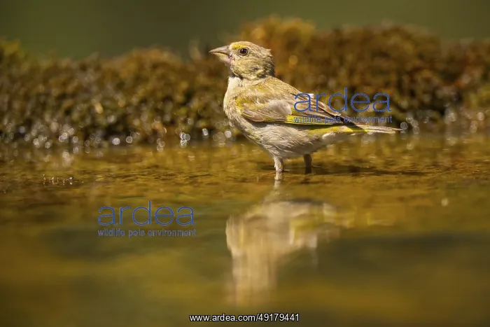 : European greenfinch (Chloris chloris) at a water pool : European greenfinch (Chloris chloris) at a water pool