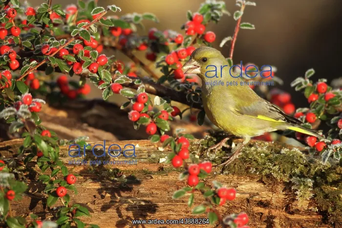 : European greenfinch (Chloris chloris) at winter : European greenfinch (Chloris chloris) at winter