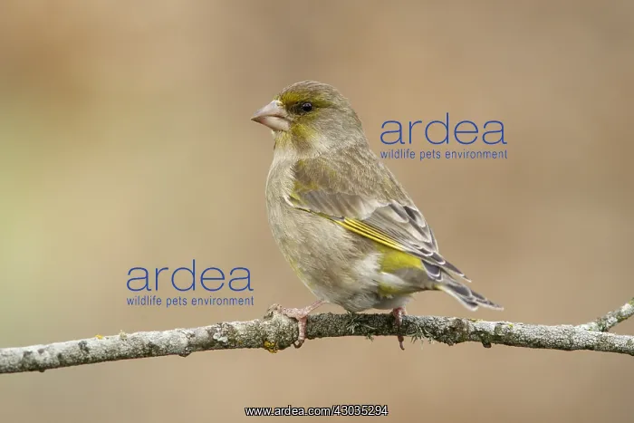 : European Greenfinch - female perched - Castilla Leon, Spain : European Greenfinch - female perched - Castilla Leon, Spain