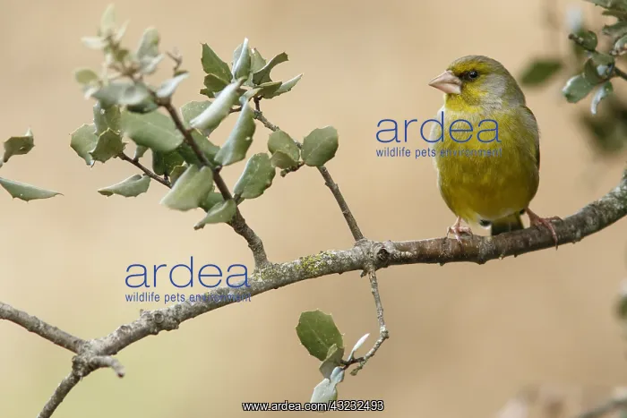 : European Greenfinch - male perched - Castilla Leon, Spain : European Greenfinch - male perched - Castilla Leon, Spain
