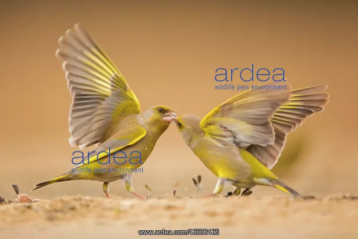 : Two European greenfinches (Carduelis chloris) fight : Two European greenfinches (Carduelis chloris) fight