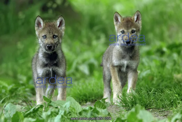  : European Grey Wolf - 2 cubs alert, 6 weeks old