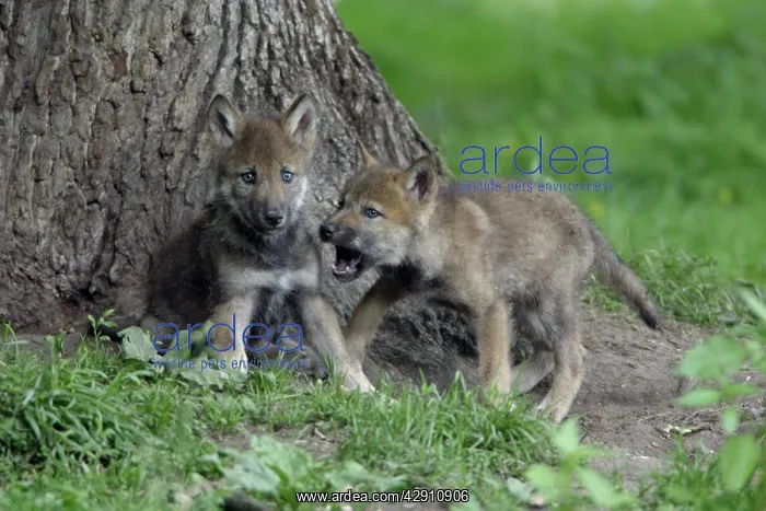 : European Grey Wolf - 2 cubs playing, 6 weeks old : European Grey Wolf - 2 cubs playing, 6 weeks old