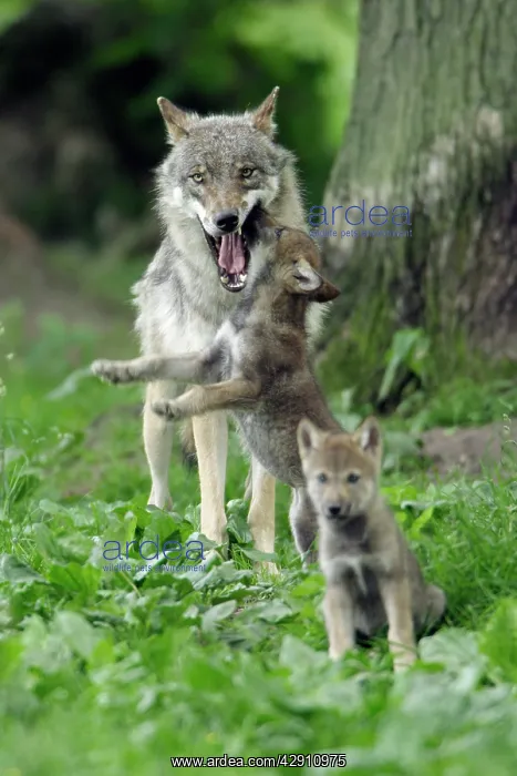 : European Grey Wolf - cub begging for food from female : European Grey Wolf - cub begging for food from female