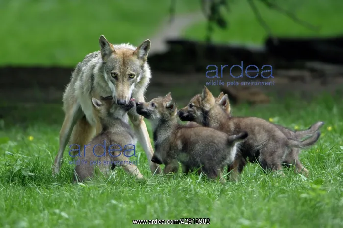 : European Grey Wolf - cubs begging for food from female : European Grey Wolf - cubs begging for food from female