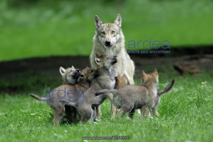 : European Grey Wolf - cubs begging for food from female : European Grey Wolf - cubs begging for food from female