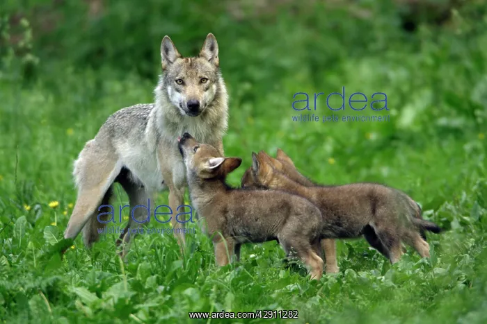 : European Grey Wolf - cubs begging for food from female : European Grey Wolf - cubs begging for food from female