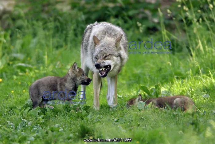 : European Grey Wolf - cubs begging for food from pack member : European Grey Wolf - cubs begging for food from pack member