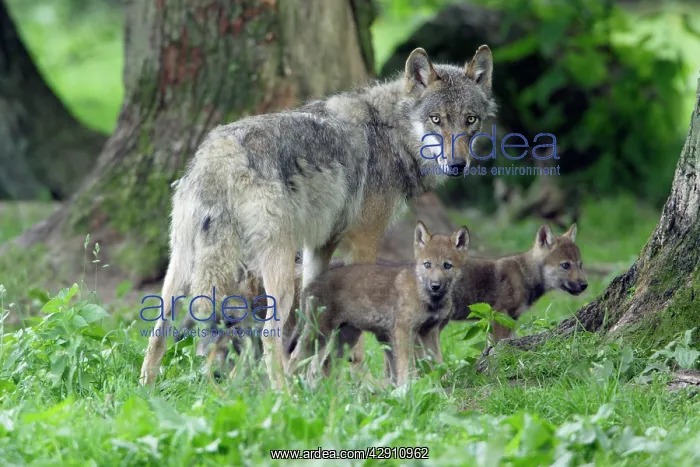 : European Grey Wolf - female with 6 week old young cubs : European Grey Wolf - female with 6 week old young cubs