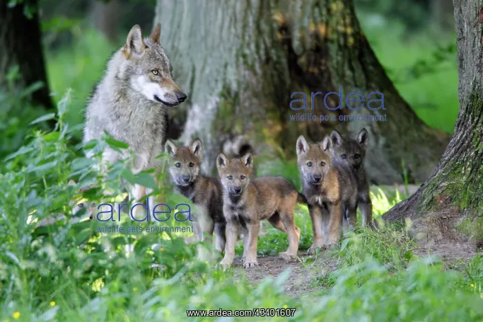 : European Grey Wolf- female with cubs, on the alert : European Grey Wolf- female with cubs, on the alert